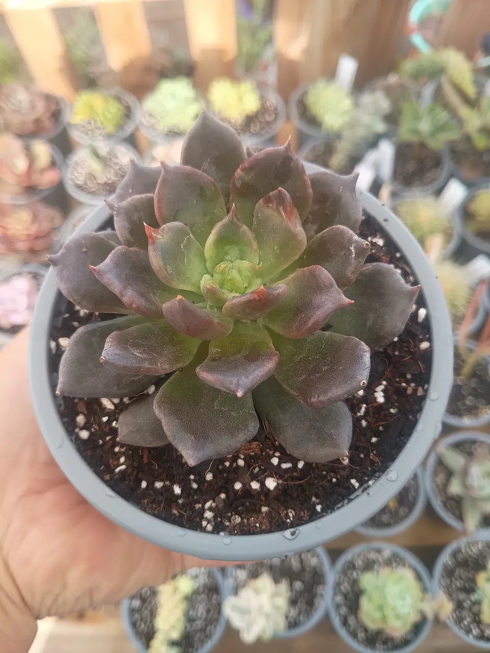 Echeveria Superbowl M 1