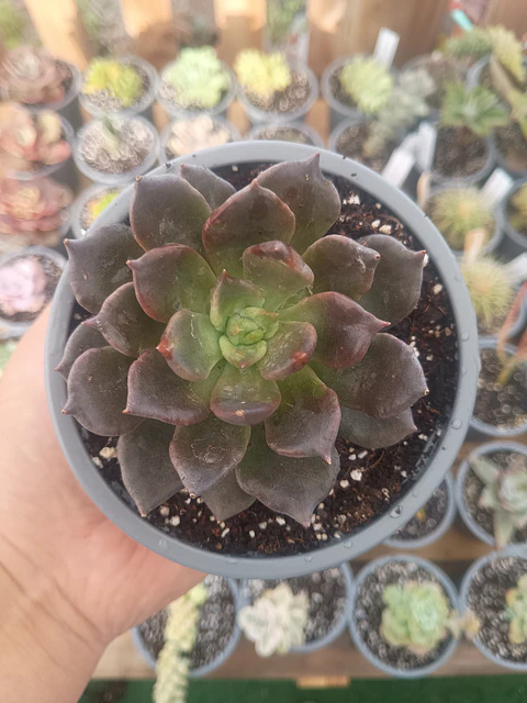 Echeveria Superbowl M