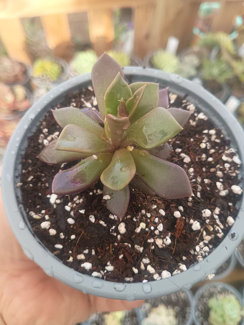 Anacampseros Red passion