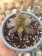 Anacampseros Red passion - Miniatura 1