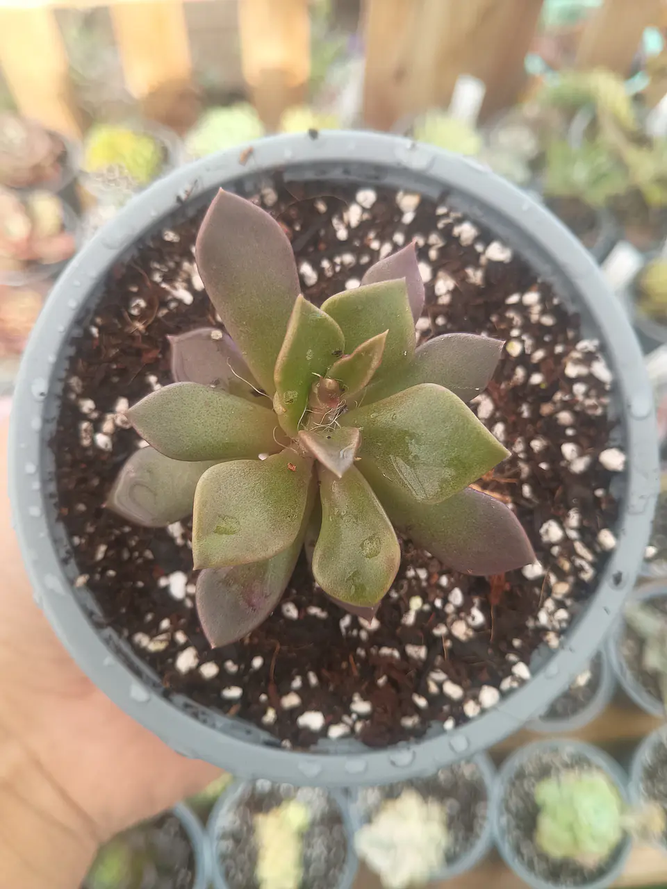 Anacampseros Red passion 2