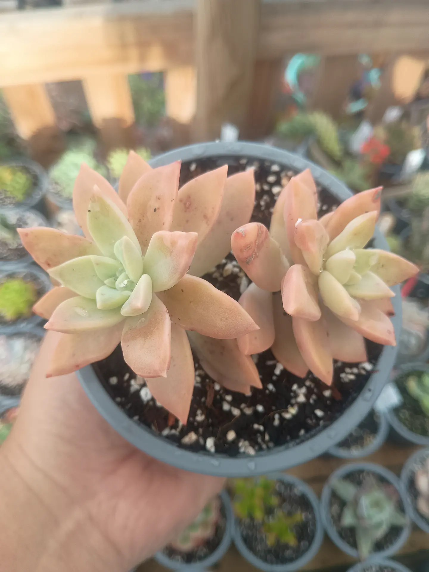 Graptosedum paddy peate 1