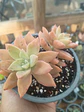 Graptosedum paddy peate - Miniatura 2
