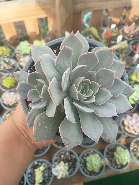 Echeveria Morning Beauty, con hijo