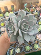 Echeveria Morning Beauty, con hijo - Miniatura 1