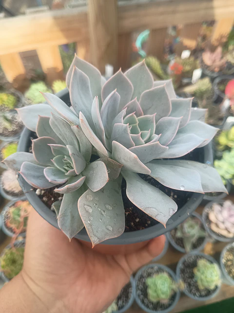 Echeveria Morning Beauty, con hijo