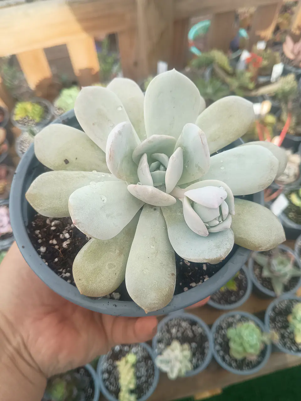 Echeveria Caly Argentea XL 1