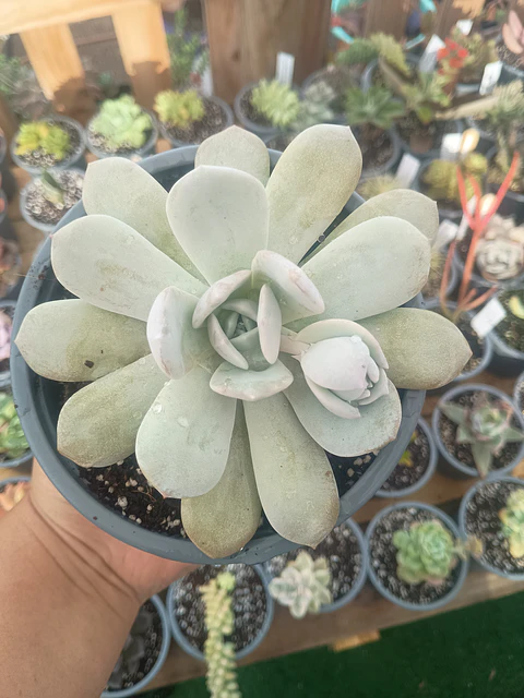 Echeveria Caly Argentea XL
