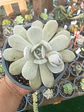 Echeveria Caly Argentea XL - Miniatura 2