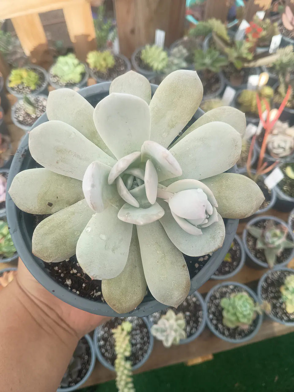 Echeveria Caly Argentea XL 2