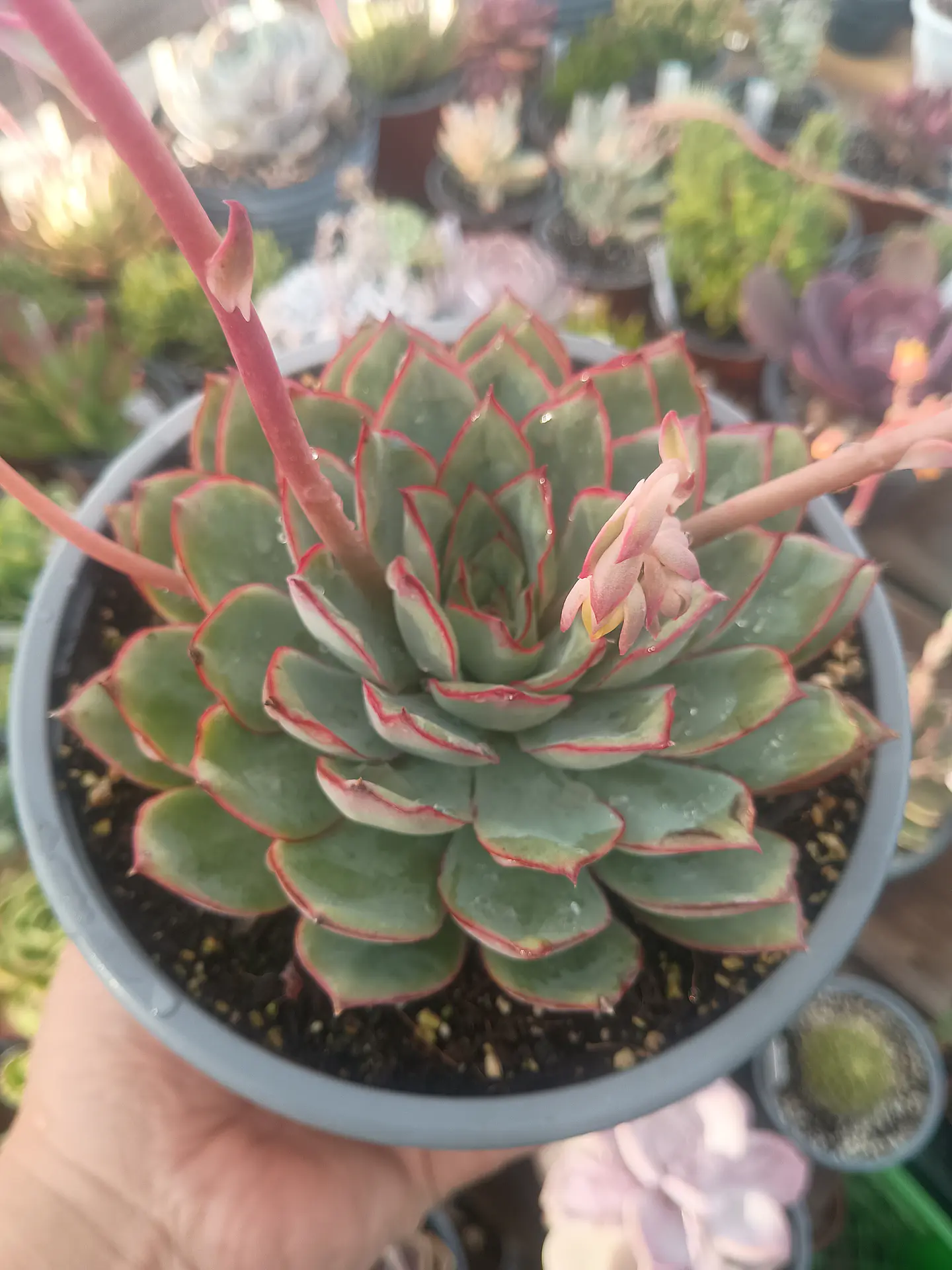Echeveria Esther XL 1