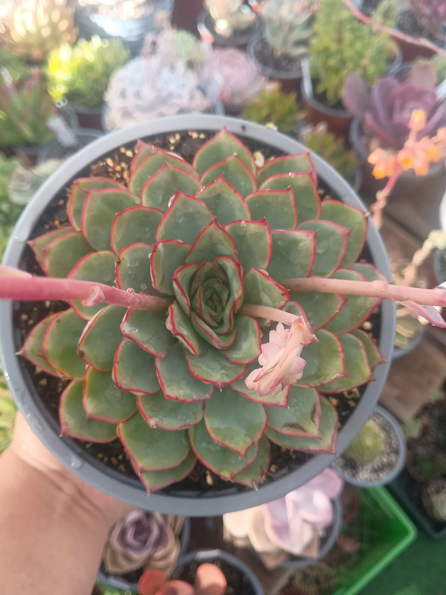 Echeveria Esther XL 2