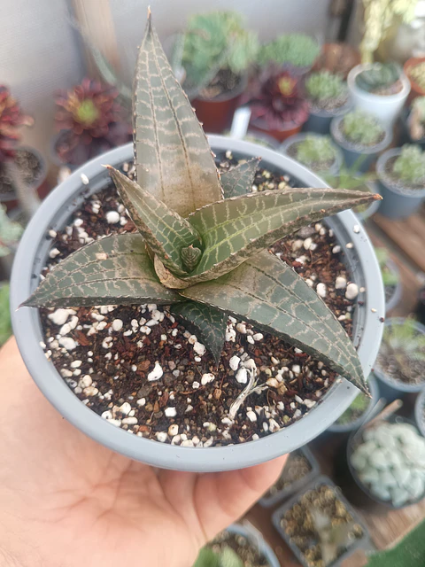 Haworthia Tessellata