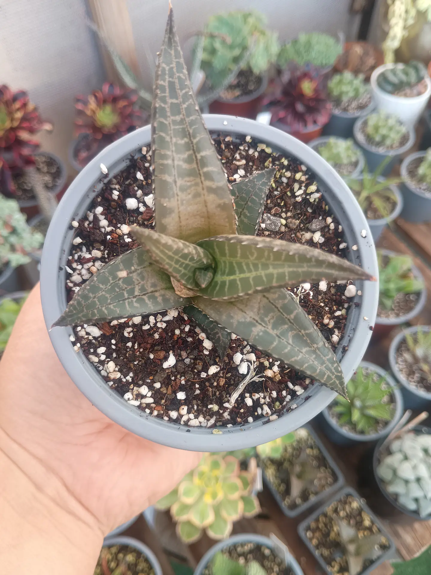 Haworthia Tessellata 2