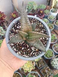 Haworthia Tessellata - Miniatura 2
