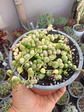 Senecio Rawleyanus Variegado - Miniatura 1