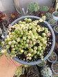 Senecio Rawleyanus Variegado - Miniatura 2