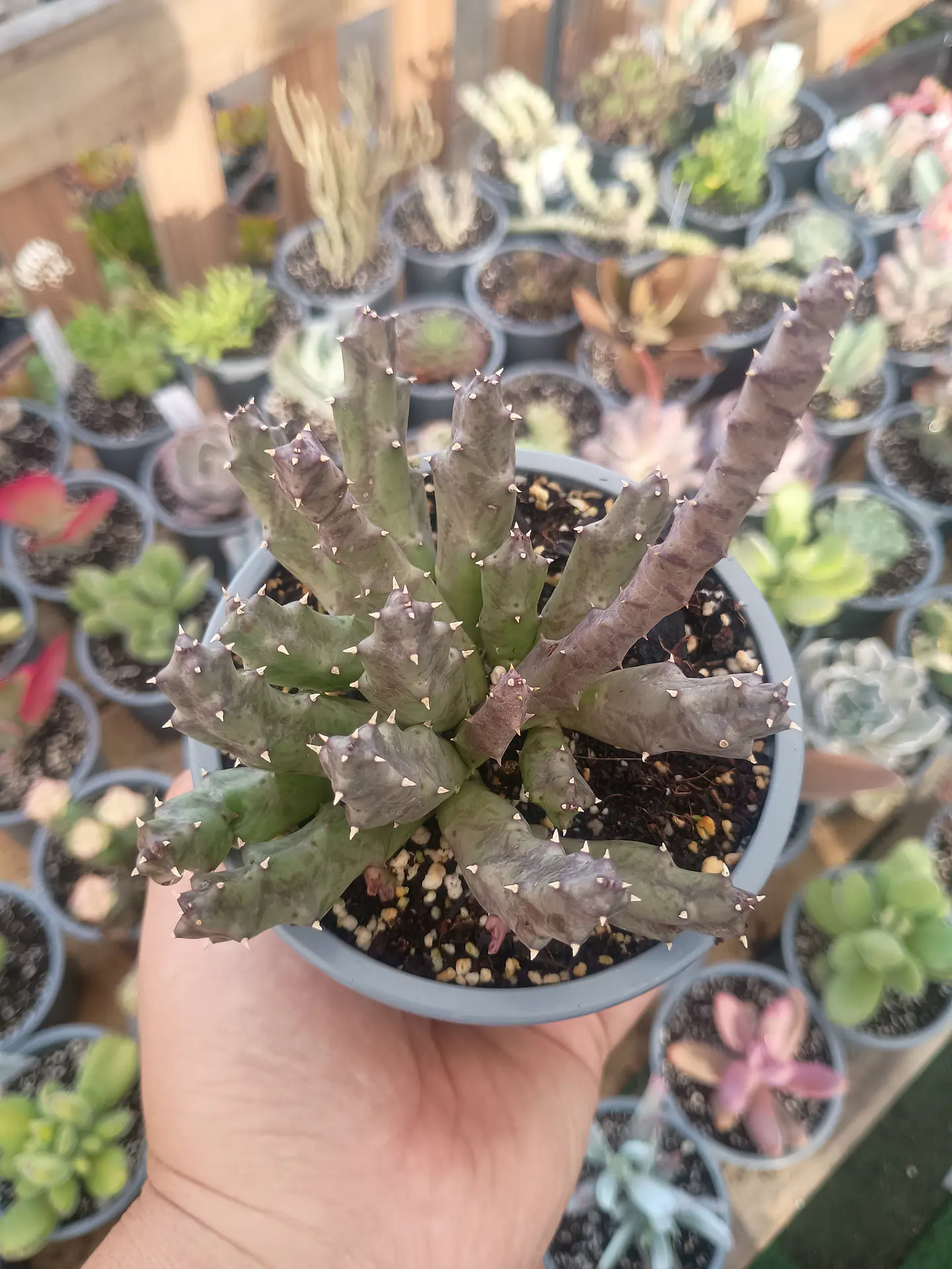 Huernia 1