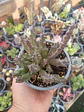 Huernia - Miniatura 1