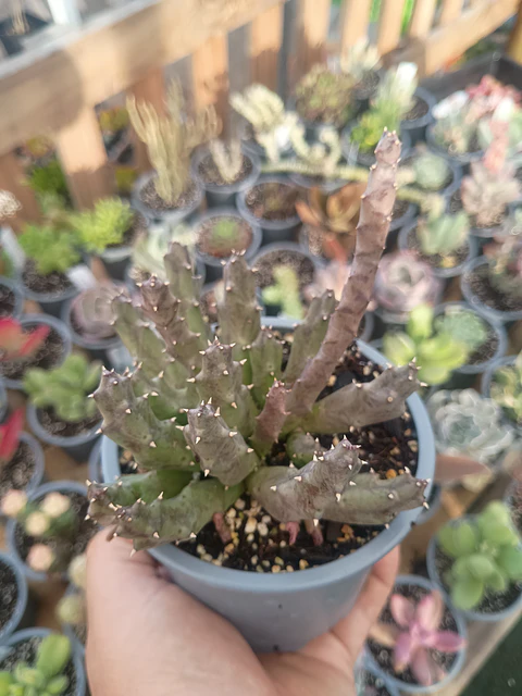 Huernia