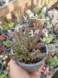 Huernia - Miniatura 2