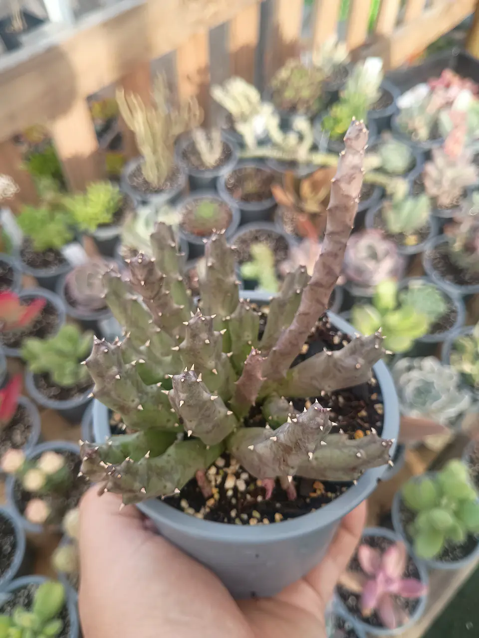 Huernia 2