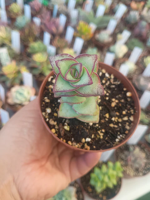 Crassula perforata giant form , pequeña