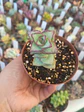 Crassula perforata giant form , pequeña - Miniatura 1