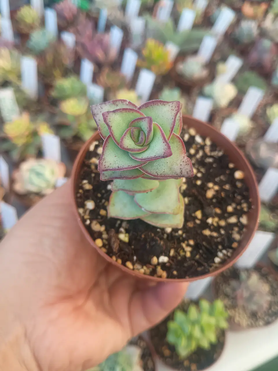 Crassula perforata giant form , pequeña 1