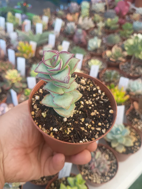 Crassula perforata giant form , pequeña