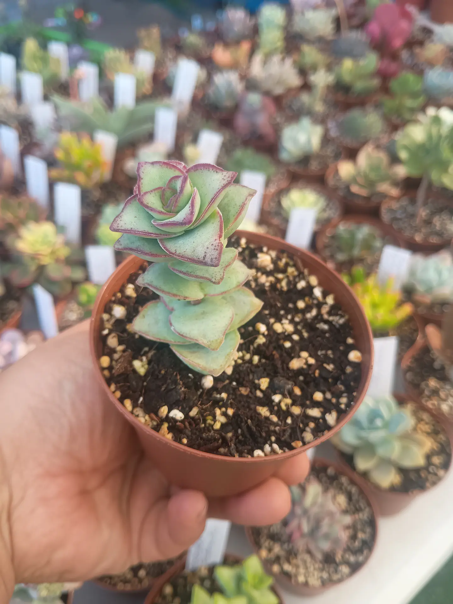 Crassula perforata giant form , pequeña 2