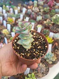 Crassula perforata giant form , pequeña - Miniatura 2