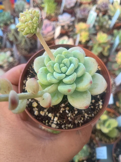 Sedum Clavatum, pequeña