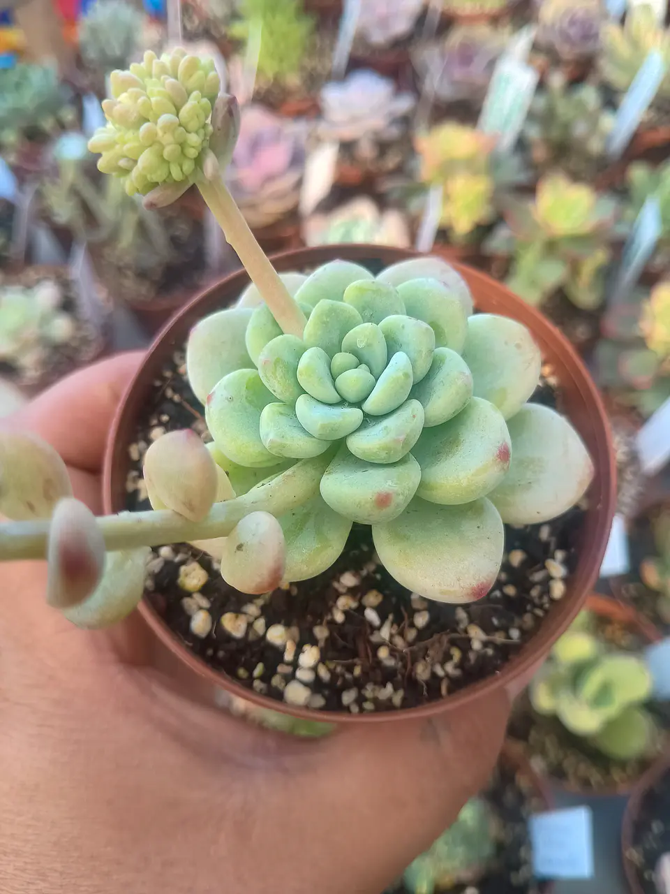 Sedum Clavatum, pequeña 1