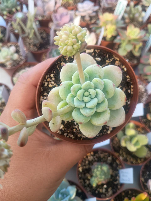 Sedum Clavatum, pequeña