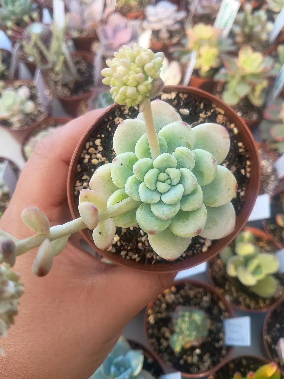 Sedum Clavatum, pequeña 2