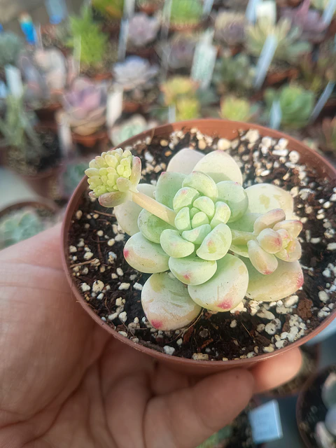 Sedum Clavatum. pequeña