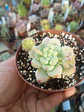 Sedum Clavatum. pequeña - Miniatura 1