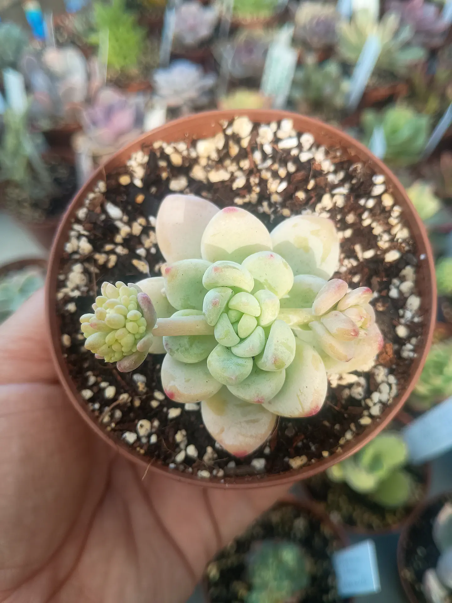 Sedum Clavatum. pequeña 2