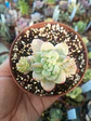 Sedum Clavatum. pequeña - Miniatura 2