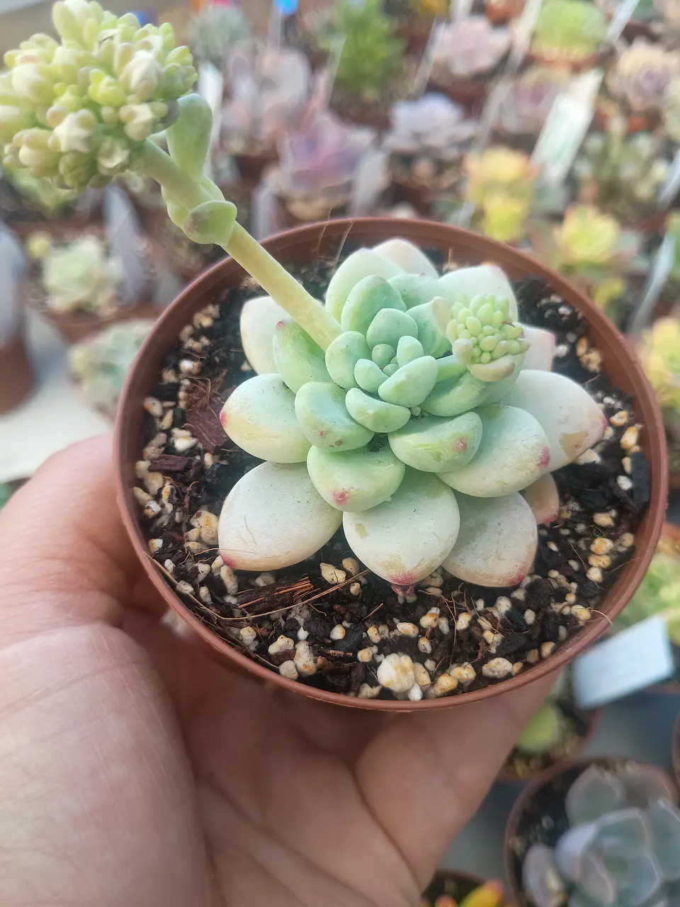 Sedum Clavatum, pequeña 1