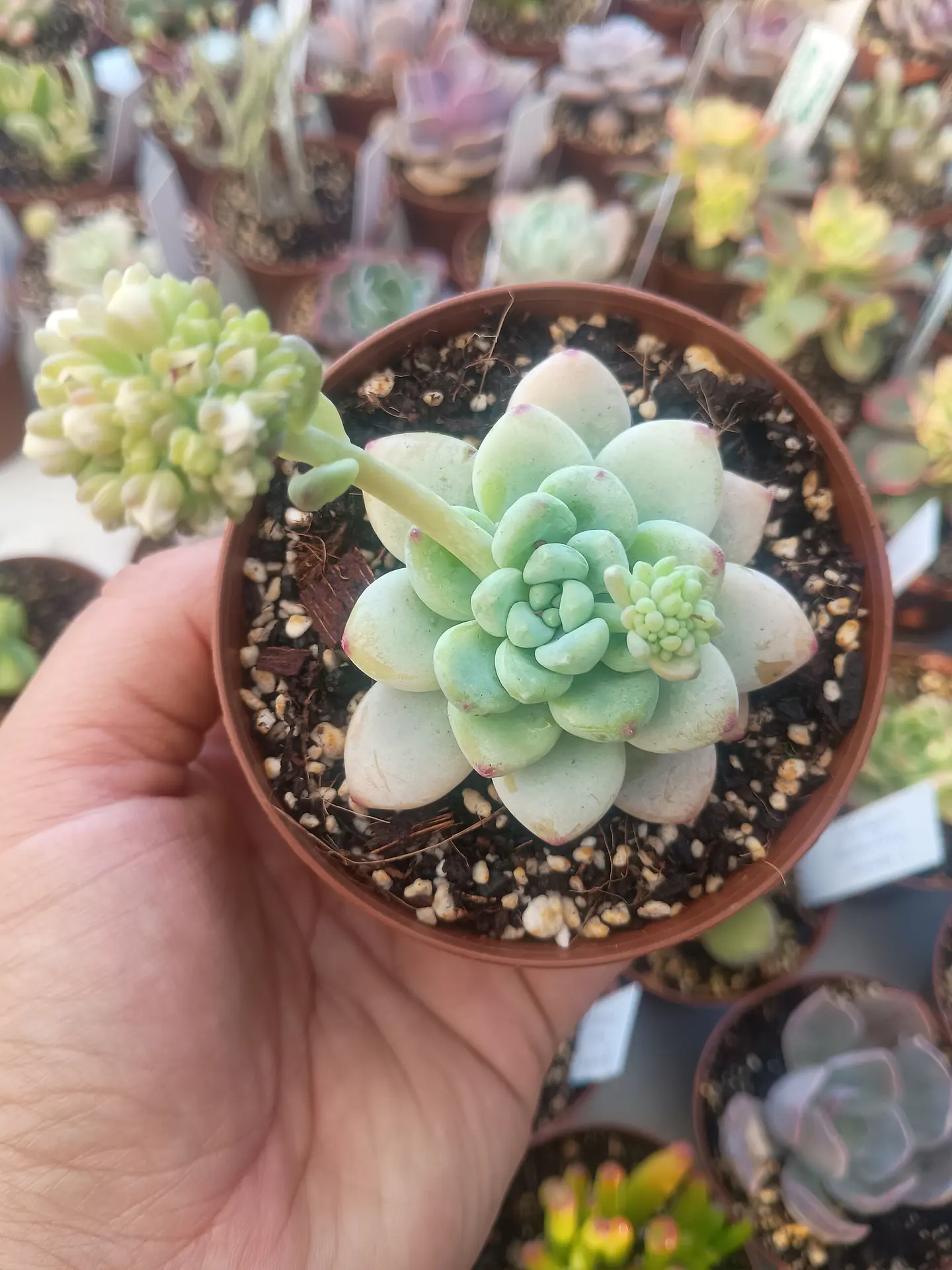Sedum Clavatum, pequeña 2