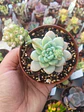 Sedum Clavatum, pequeña - Miniatura 2