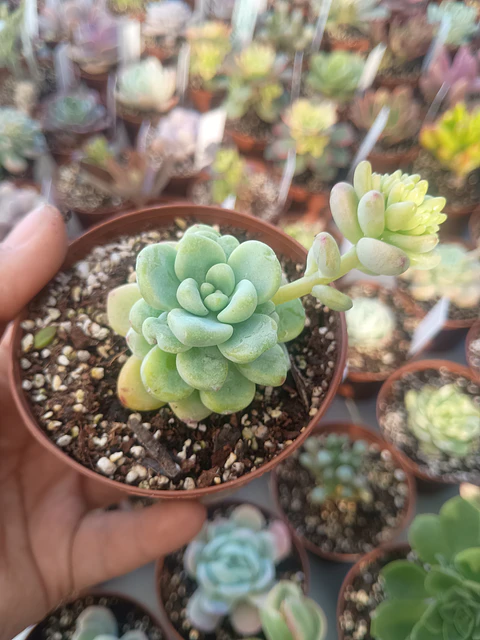Sedum clavatum, pequeña
