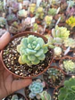 Sedum clavatum, pequeña - Miniatura 1