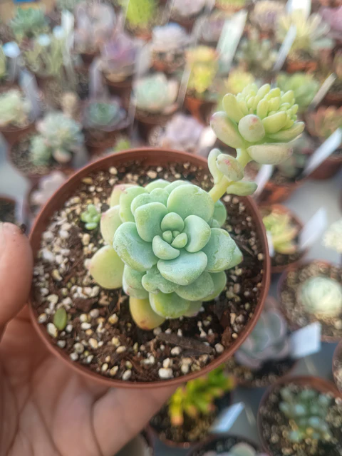 Sedum clavatum, pequeña