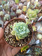 Sedum clavatum, pequeña - Miniatura 2