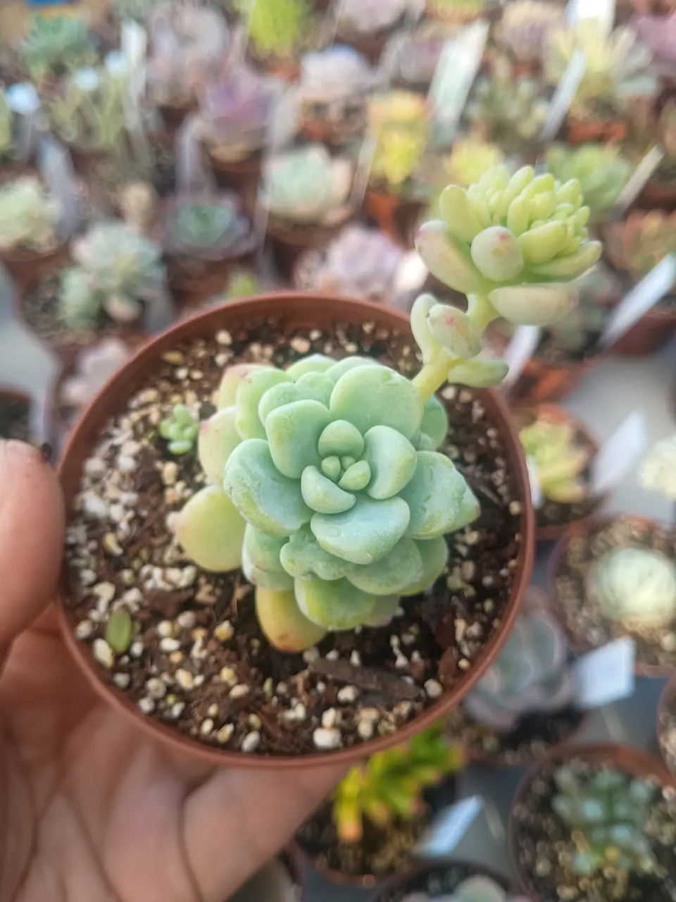 Sedum clavatum, pequeña 2