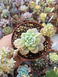 Sedum clavatum, pequeña - Miniatura 1