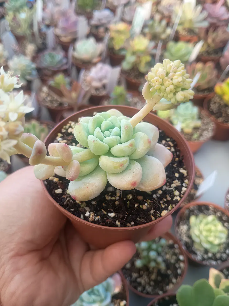 Sedum clavatum, pequeña 2